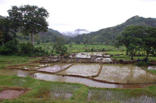 Rice fields in the Marojejy valley