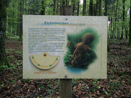 Eichhörnchen 