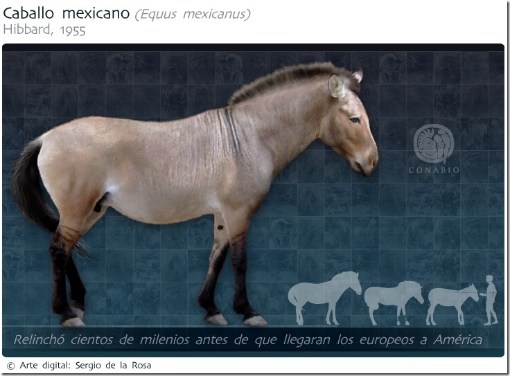 CaballoMexicano_03