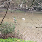 Shell duck and swans