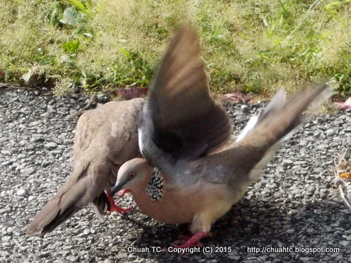 Î‘Ï€Î¿Ï„Î­Î»ÎµÏƒÎ¼Î± ÎµÎ¹ÎºÏŒÎ½Î±Ï‚ Î³Î¹Î± doves fighting