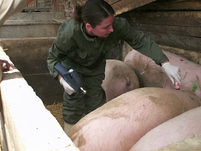 veterinary-care