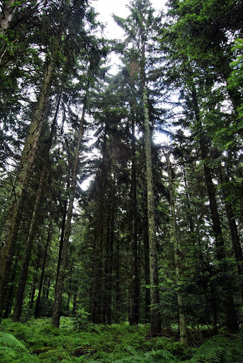 Selva Negra: Baden-Baden y Schwarzwald Hochstrasse. - Alsacia, Selva Negra y Suiza. (4)