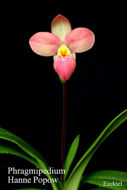 Phragmipedium Hanne Popow IMG_3115