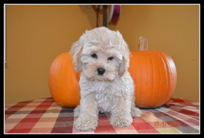 cockapoo for sale california