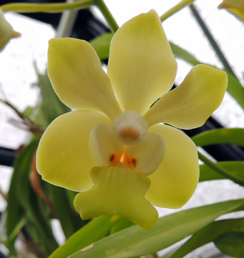 vanda denisoniana DSCN0696