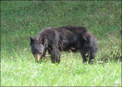 Bear with cub on Cades Cove Loop