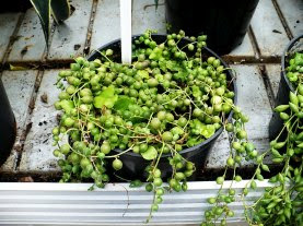 Starzec Rowley'a Senecio rowleyanus