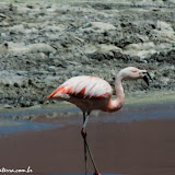 Laguna Colorada, Bolívia