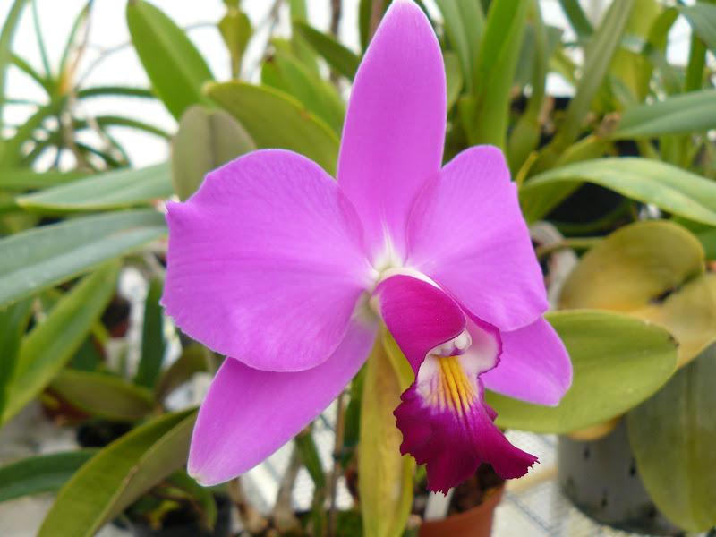 Cattleya violacea f. rubra Cattleya%252520violacea%252520rubra%252520%2525282%252529