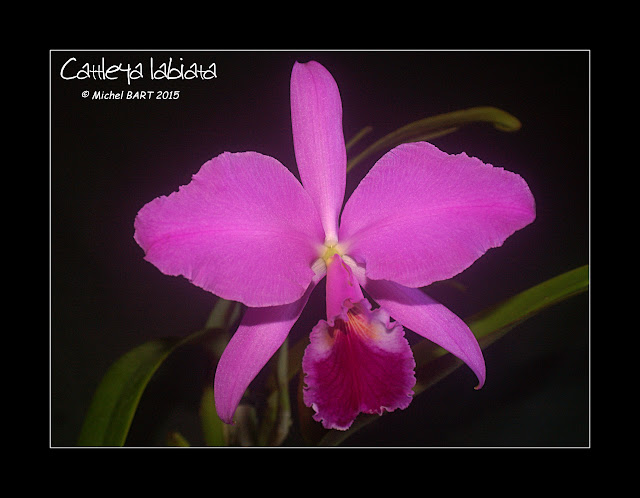 Cattleya labiata Cattleya_labiata