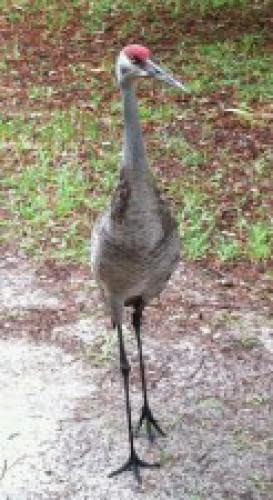 Reflections On Florida Pagan Gathering Beltaine 2013