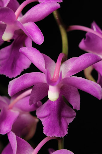 Aerides crassifolia IMG_5668