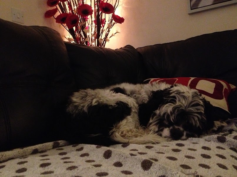 Charlie Brown, American cocker spaniel fast asleep