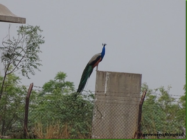 Peacock