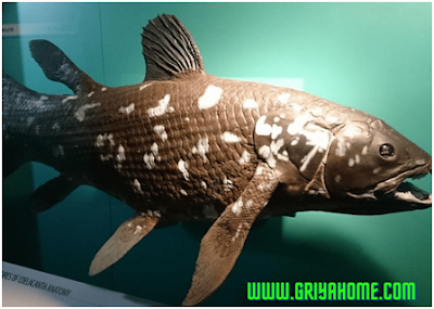 Ikan Coelacanth