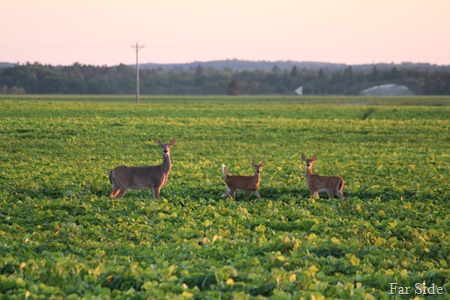 Twin fawns