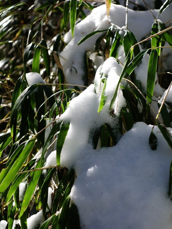 2014_0222 合歡小奇萊賞雪_204