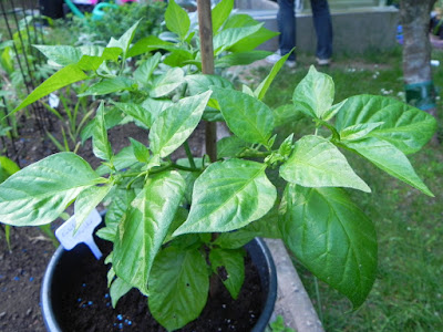 DSCN0090.JPG