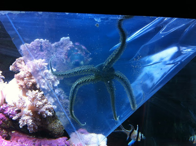 Ophiocoma sp. (Brittle Sea Star, Green) IMG_0651