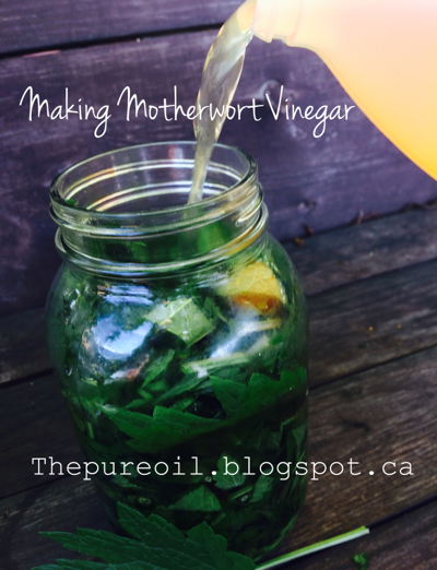 ThePureOil: Motherwort Vinegar