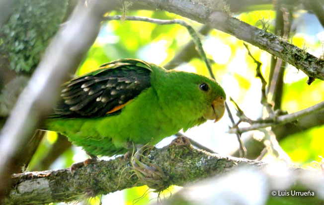 Spot-winged parrotlet Spotwinged Parrotlet