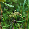 Labrador Tea