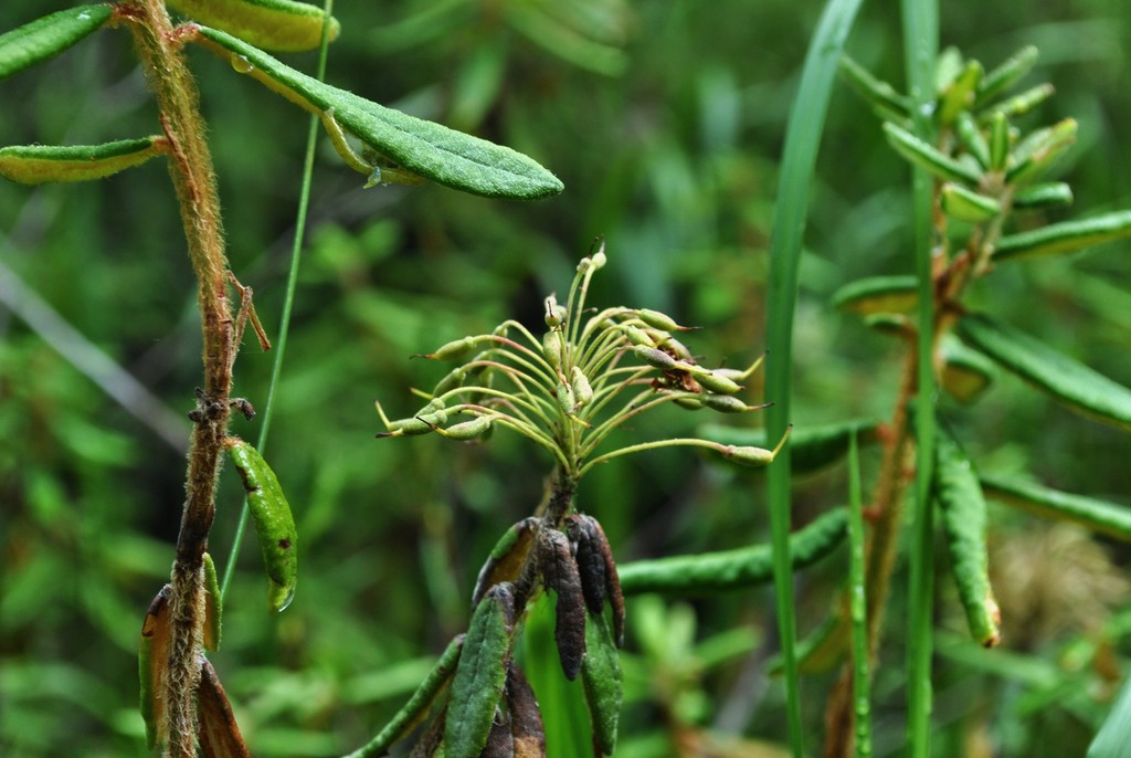 Labrador Tea