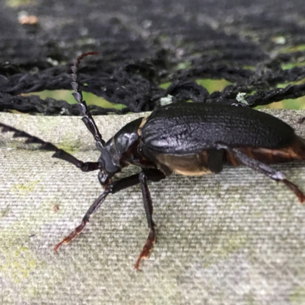 Broad necked root borer