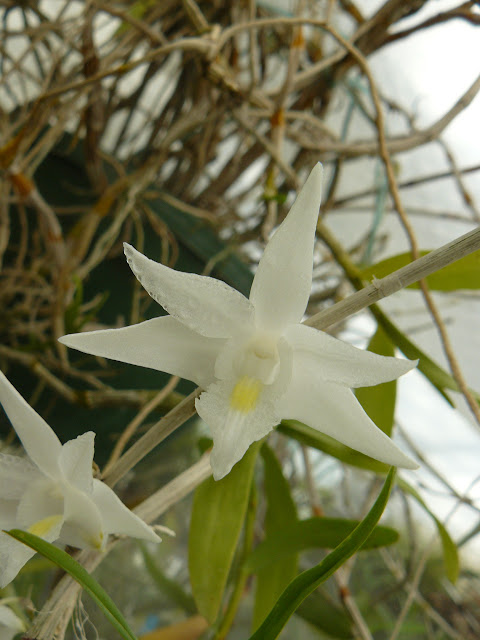 Dendrobium crumenatum P1050341