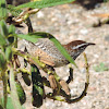 Cactus Wren