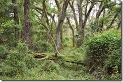 Fallen tree in the forest 2