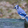 Blue Jay