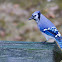 Blue Jay