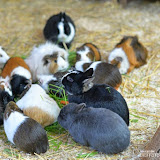 57_Tierpark-Nürnberg_06.05.16_©AlexanderLanzloth.jpg