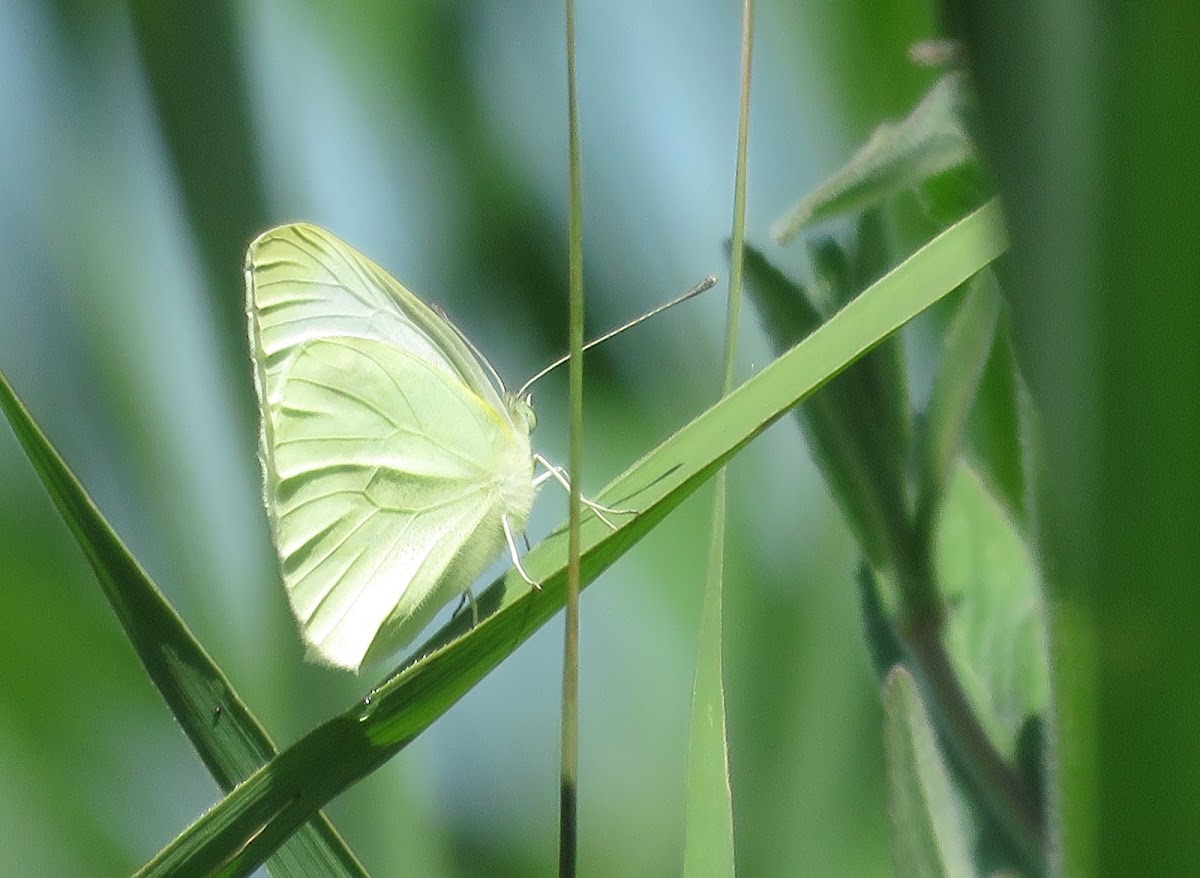 Green-veined White