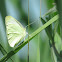 Green-veined White