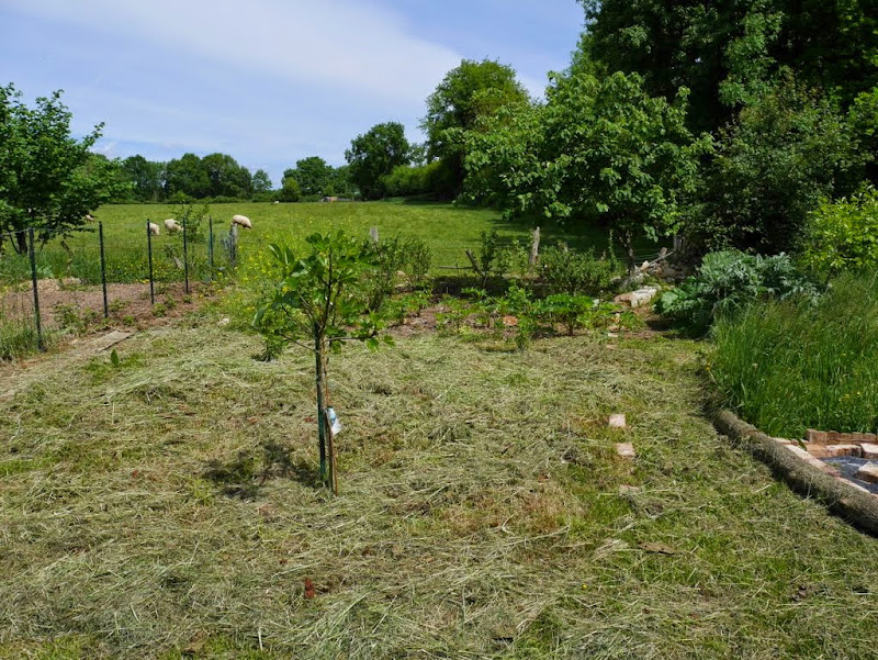 Un jardin en formation P1020927