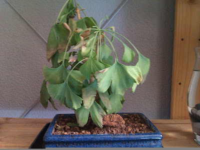 transplante - Recuperar Gingko por transplante fuera de época IMAG0136