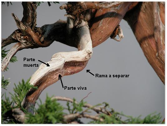 Concursillo para la IV Quedada Bonsaisur - Página 2 Sabina+a+separar