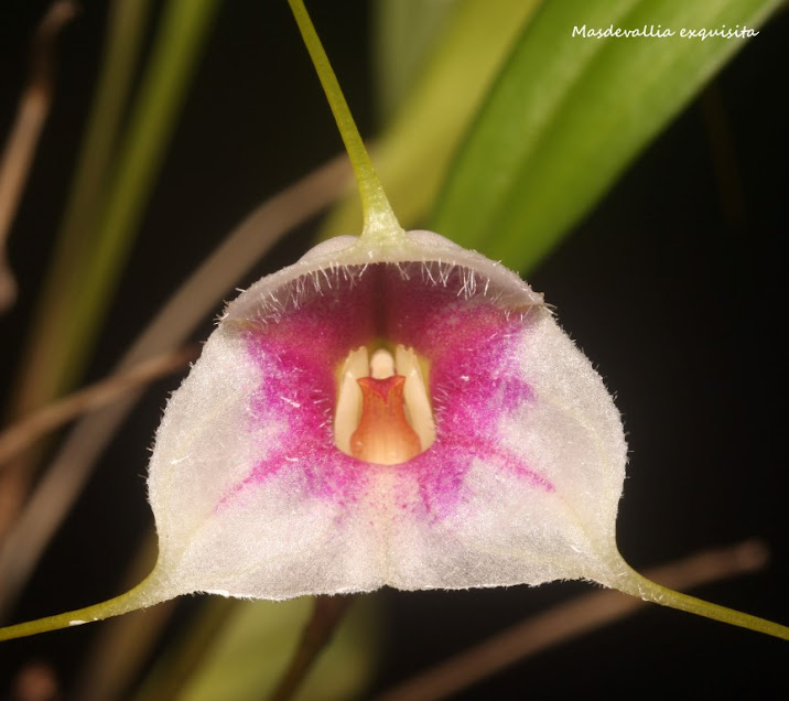 Masdevallia exquisita  IMG_0049b+%2528Medium%2529