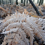 Bois de Vossery : fougère givrée