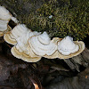 False Turkey Tail