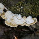 False Turkey Tail