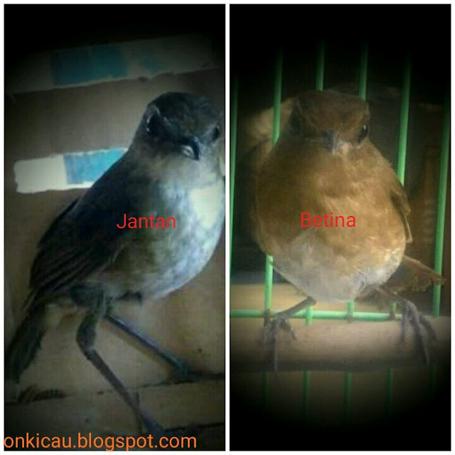 Ciri ciri perbedaan burung Jongkangan jantan dan betina 