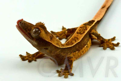 Crested Gecko Morph Chart