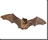 Brown bat