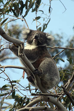 AUSTRALIA: EL OTRO LADO DEL MUNDO - Blogs de Australia - Mar y viento en la Great Ocean Road (20)