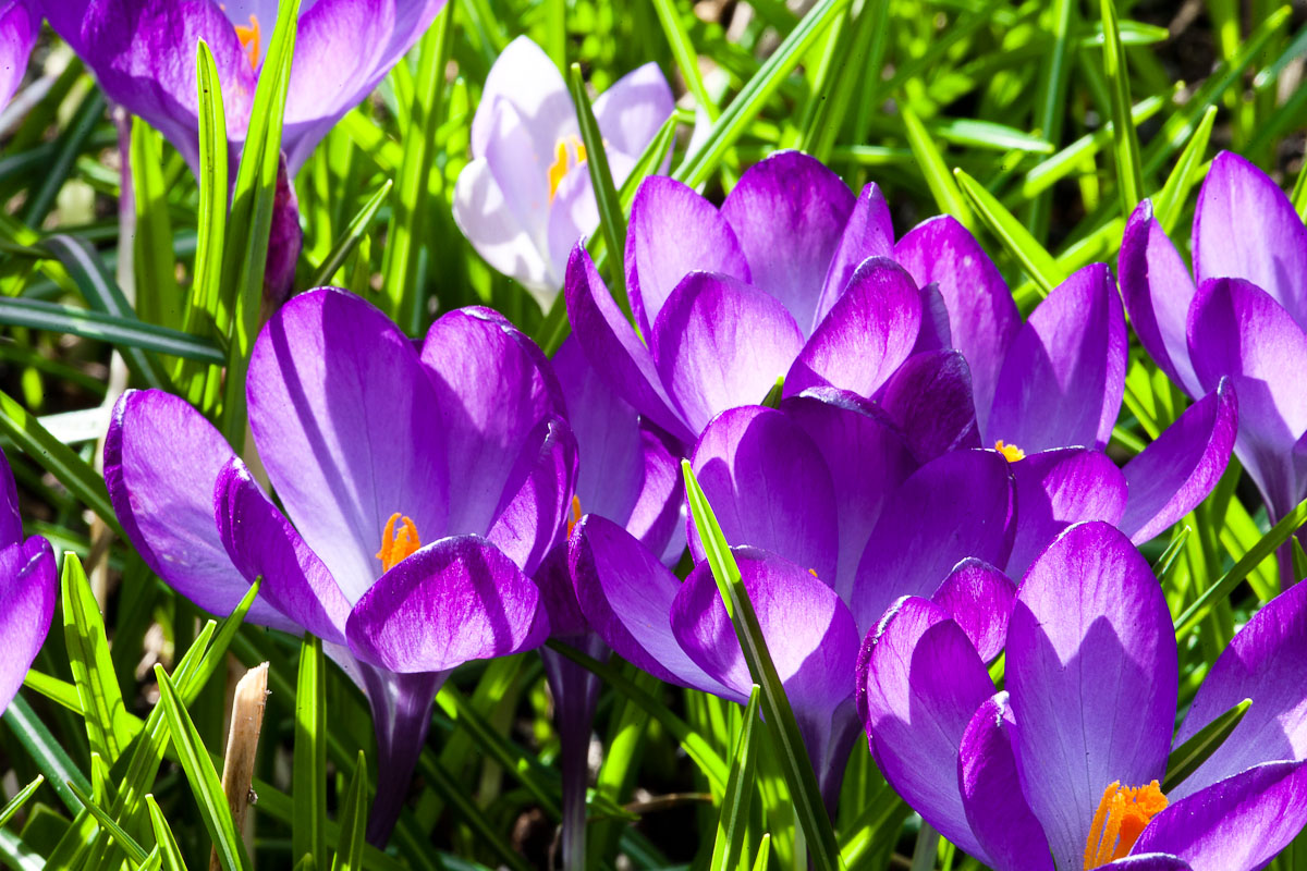 Kreider's Korner Photographs Crocuses in late March, Vancouver