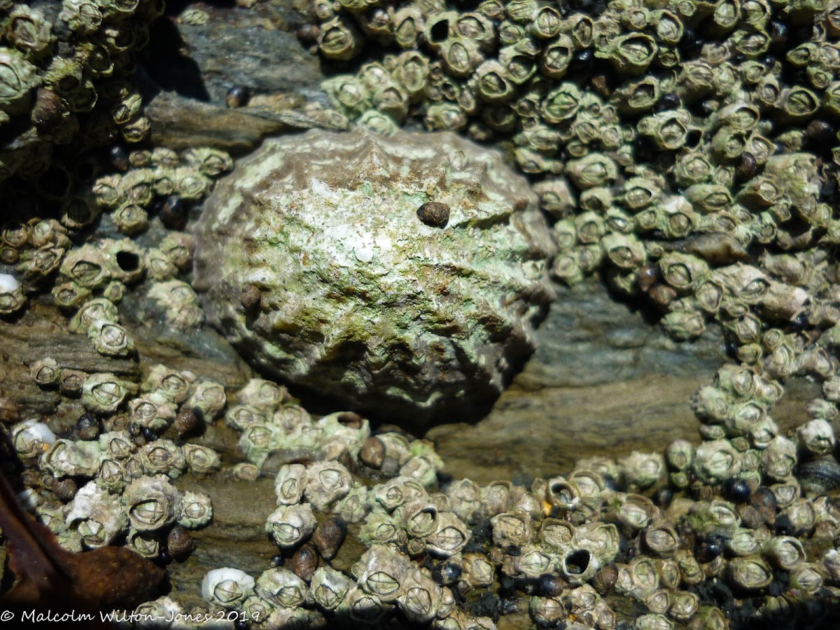 Limpet